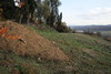 piante grasse del giardino sottovico