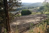 piante grasse del giardino sottovico