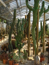 piante grasse del giardino sottovico