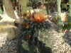 piante grasse del giardino sottovico