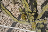 piante grasse del giardino sottovico