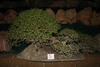 piante grasse del giardino sottovico