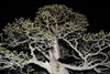 piante grasse del giardino sottovico