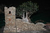piante grasse del giardino sottovico