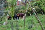 piante grasse del giardino sottovico
