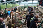 piante grasse del giardino sottovico