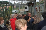 piante grasse del giardino sottovico