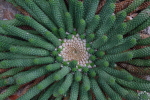 piante grasse del giardino sottovico