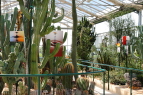 piante grasse del giardino sottovico