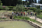 piante grasse del giardino sottovico
