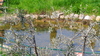 piante grasse del giardino sottovico