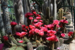 piante grasse del giardino sottovico