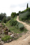 piante grasse del giardino sottovico