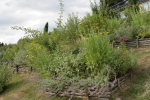 piante grasse del giardino sottovico