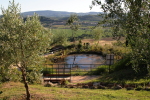 piante grasse del giardino sottovico