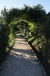 piante grasse del giardino sottovico
