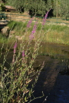 piante grasse del giardino sottovico