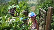 piante grasse del giardino sottovico