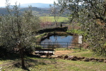 piante grasse del giardino sottovico