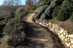piante grasse del giardino sottovico